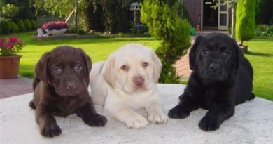 Las mascotas como una oportunidad de negocio rentable