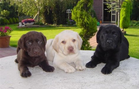 Las mascotas como una oportunidad de negocio rentable