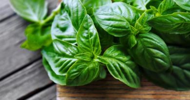 albahaca