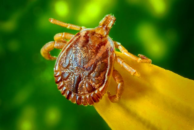 Todo lo que debes saber sobre las garrapatas