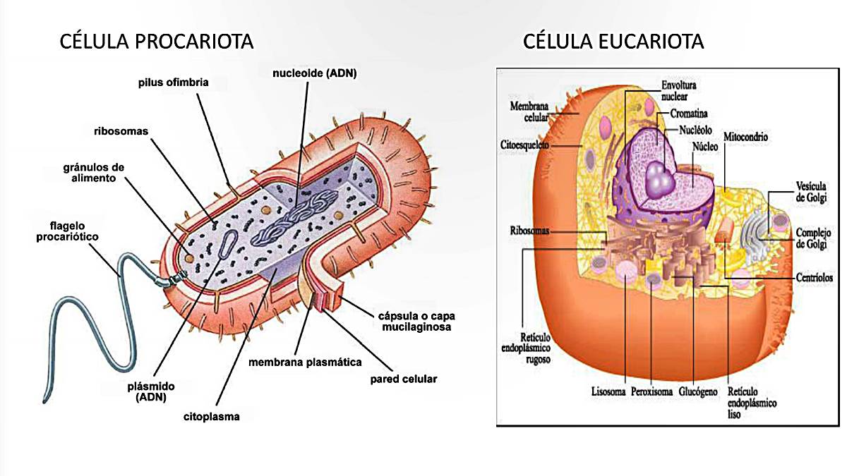 Las diferencias entre células eucariotas y procariotas