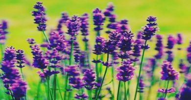 lavanda 2
