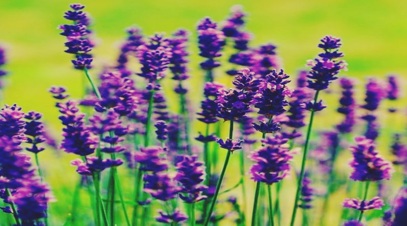 lavanda 2