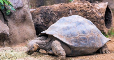 Animales Extintos-Tortuga