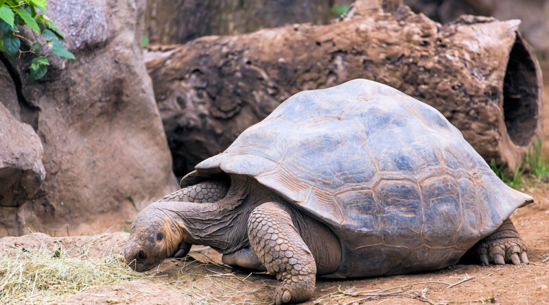 Animales Extintos-Tortuga