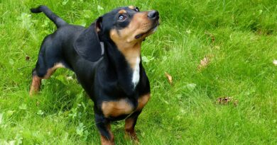 Curiosidades dle perro salchicha. Imagen de Brigitte Werner en Pixabay