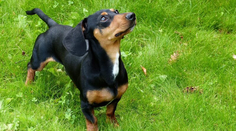 Curiosidades dle perro salchicha. Imagen de Brigitte Werner en Pixabay